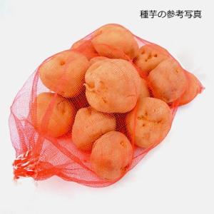 ジャガイモ きたかむいの種芋 2kgの詳細画像1
