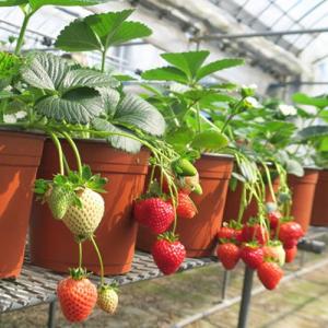 イチゴ苗 アイベリー　50株 イチゴ苗 アイベリー 50株 イチゴ：アイベリー大株植え6号ポット