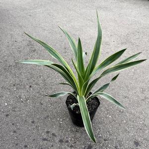 ユッカ　グロリオサ’バリエゲイティッド’　Yucca gloriosa variegata【5号鉢】｜hanaikushop