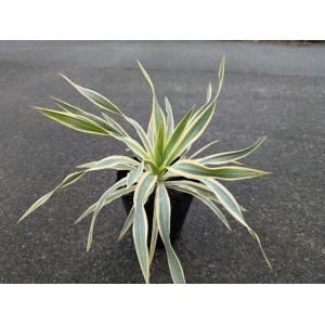 ユッカ　グロリオサ’ブライトスター’　Yucca gloriosa 'Bright Star’　5号苗