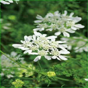 オルレア ホワイトレース 花 ガーデニング の商品一覧 通販 Yahoo ショッピング