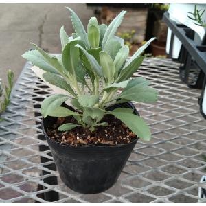 芍薬（シャクヤク/ピオニー） コーラルチャームの苗 : 植物・園芸専門