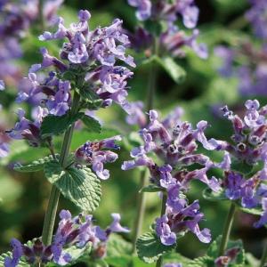 芍薬（シャクヤク/ピオニー） コーラルチャームの苗 : 植物・園芸専門