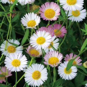 エリゲロン・カルビンスキアヌスの苗