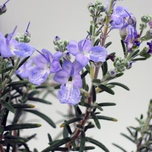 ハーブの苗 ローズマリー（レックス） : 植物・園芸専門店 花育通販
