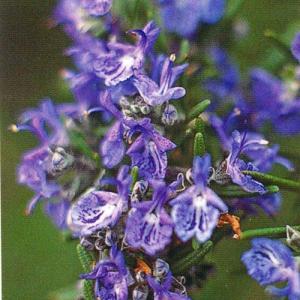 ハーブの苗 ローズマリー(セブアンシスブルー) : 植物・園芸専門店 花
