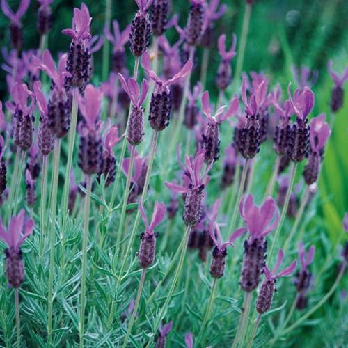 ハーブの苗　フレンチラベンダー（アボンビュー）