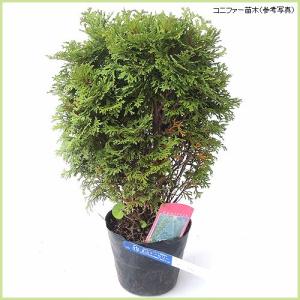 コニファー苗木　ティニティム（タイニーティム）