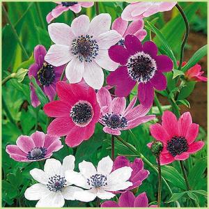 花育通販yahoo 店 ラナンキュラス アネモネ球根 花 野菜 ハーブのタネ 球根 Yahoo ショッピング