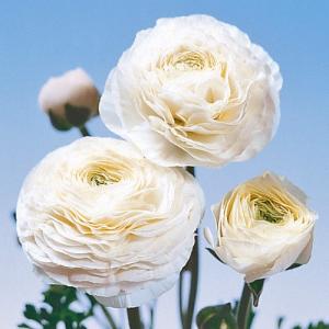 花育通販yahoo 店 ラナンキュラス アネモネ球根 花 野菜 ハーブのタネ 球根 Yahoo ショッピング