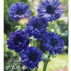 花育通販yahoo 店 ラナンキュラス アネモネ球根 花 野菜 ハーブのタネ 球根 Yahoo ショッピング