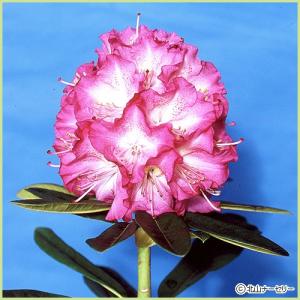 アンジェリカ 花 ガーデニング の商品一覧 通販 Yahoo ショッピング