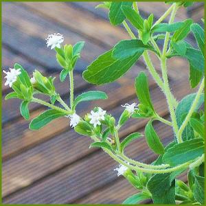 ハーブの苗　ステビア｜植物・園芸専門店 花育通販Yahoo!店