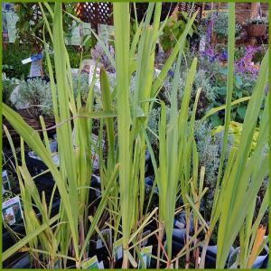 ハーブの苗 レモングラス : 植物・園芸専門店 花育通販Yahoo!店 - 通販