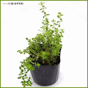 ハーブの苗　ゴールデンレモンタイム