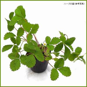 ハーブの苗 ワイルドストロベリーの詳細画像1