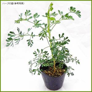 ハーブの苗 ルー(ヘンルーダ)の詳細画像1