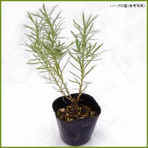 ハーブの苗 カレープラントの詳細画像1