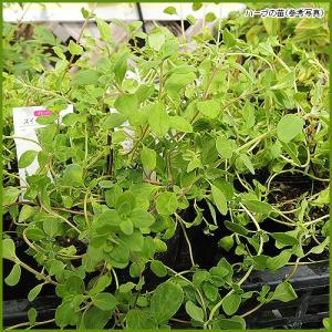 斑入り　黄斑月桃　キフゲットウ　種子1個 （玉） アルピニアバリエガータ　山草 アルピニア バリエガータ（黄斑月桃 キフゲットウ） Alpinia zerumbet