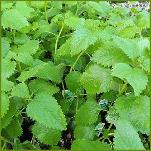 レモンバーム 苗の商品一覧 通販 Yahoo ショッピング