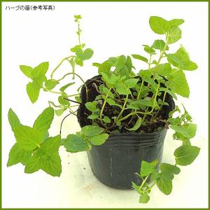 ハーブの苗 スペアミントの詳細画像1