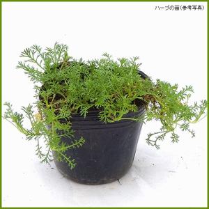 ハーブの苗 アメジストセージ : 植物・園芸専門店 花育通販Yahoo!店