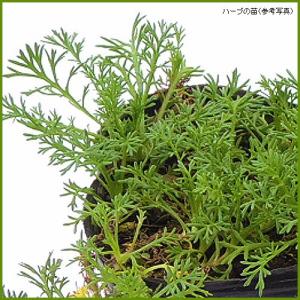 ハーブの苗 カモミール(ローマン)の詳細画像1