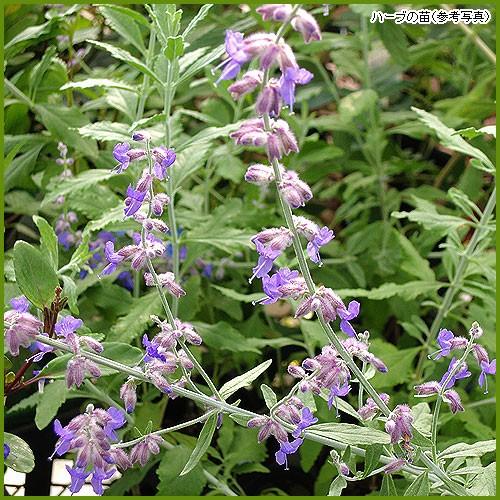ハーブの苗　ロシアンセージ