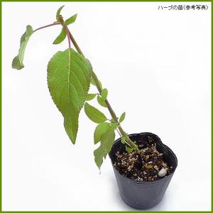 ハーブの苗 パイナップルセージの詳細画像1