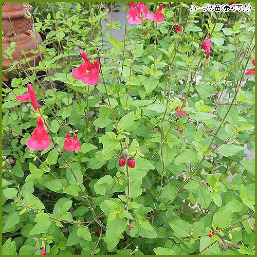 ハーブの苗　チェリーセージ