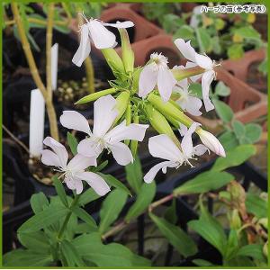ハーブの苗 ロンギカウリスタイム : 植物・園芸専門店 花育通販Yahoo