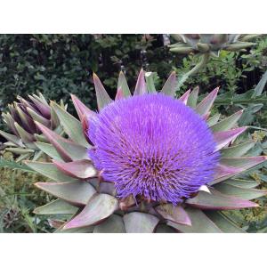 ハーブの苗　アーティチョーク