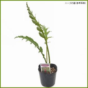 ハーブの苗 アーティチョークの詳細画像1