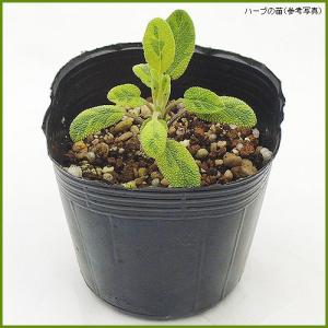 ハーブの苗 ゴールデンセージの詳細画像1