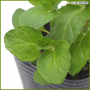 明日葉（アシタバ）の苗(3苗セット) : 植物・園芸専門店 花育通販Yahoo