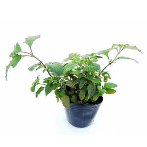 ハーブ(香草)の苗 メキシカンスイートハーブの詳細画像1