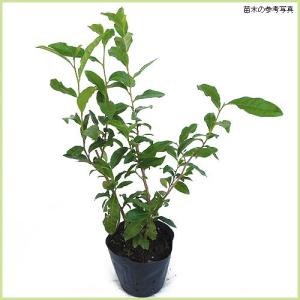 お茶の木（チャノキ）「ヤブキタチャ」の苗木