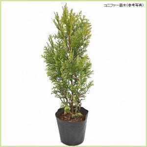 コニファー苗木 エメラルドグリーン（5号ポット植え） : 植物