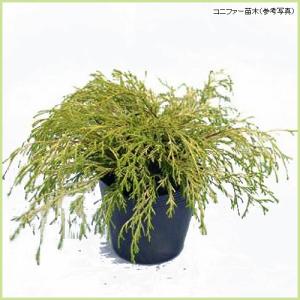 日本花キ流通 予約販売 アセビ フレーミングシルバー 10.5cmポット