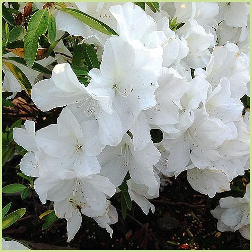 平戸ツツジ苗木　白花