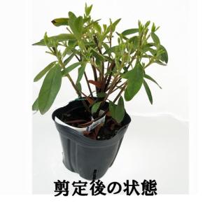 平戸ツツジ苗木 ピンク花の詳細画像3