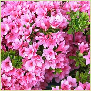 久留米ツツジ苗木　麒麟（キリン）