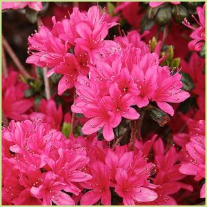 久留米ツツジ苗木　老いの目覚め