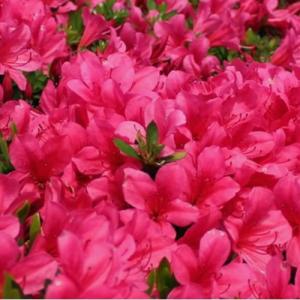 皐月（サツキ）苗木　伊勢路紅