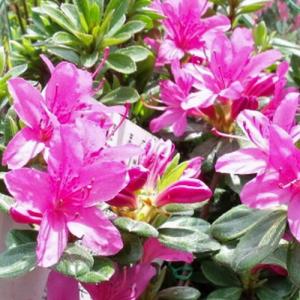 盆栽：特選皐月(金采)現品*さつき サツキ Rhododendron indicum