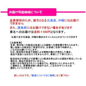 シンビジューム3本立の詳細画像3