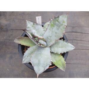 アガベ ブルーエンペラー(Agave cv. 'Blue Emperor') : Cultivate