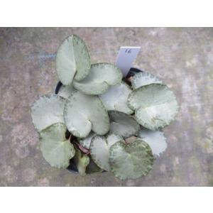 【現品】【原種シクラメン・プルプラセンス】3号ポット苗・球根植物【希少】・宿根草