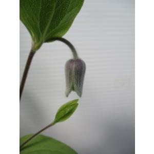 花工房 たんぽぽ 魅惑のクレマチス Yahoo ショッピング