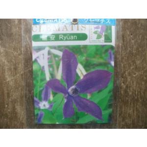 魅惑のクレマチス・藍玉】3.5号ポット芽出し苗・ヴィオルナ